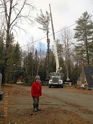 Crane being used to remove large tree from yard