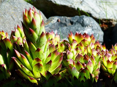 Hens and Chicks Succulant