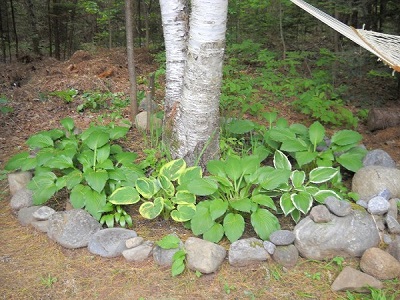 Hosta Flower