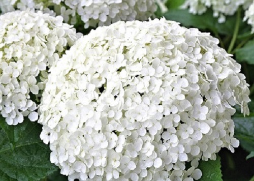 Hydrangea Flower