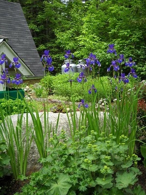 Iris Flower