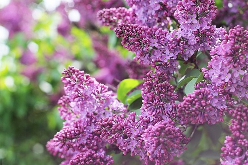 Lilac Flower