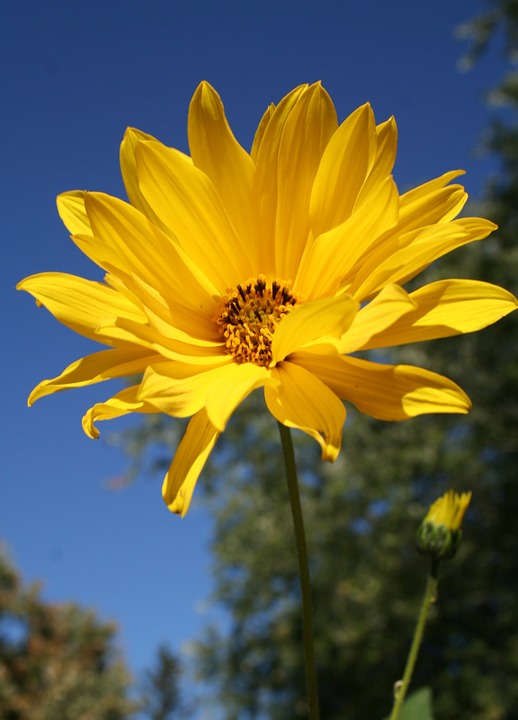 Woodland SunFlower